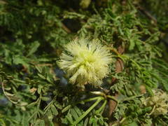 Vachellia tortilis raddiana