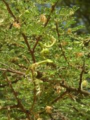 Vachellia tortilis raddiana