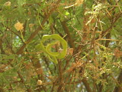 Vachellia tortilis raddiana