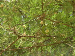 Vachellia tortilis raddiana