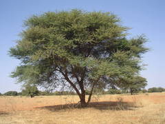 Vachellia tortilis raddiana