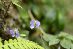 Viola diffusa, photograph (c) 曾昱承 Yu-Cheng Zeng, some rights reserved (CC BY)