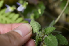 Viola diffusa, photograph (c) 曾昱承 Yu-Cheng Zeng, some rights reserved (CC BY)