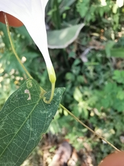Ipomoea puncticulata