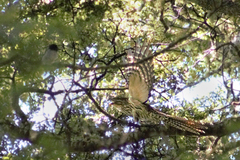 Urodynamis taitensis