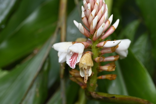 Alpinia pricei, photograph 1