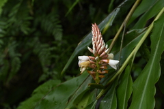 Alpinia pricei