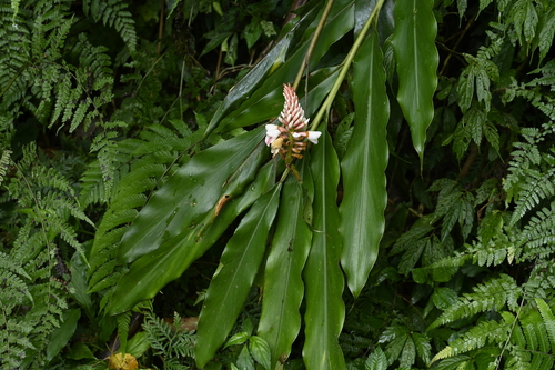 Alpinia pricei, photograph 2