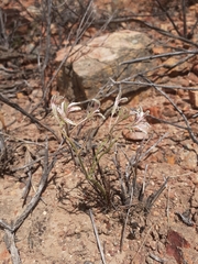 Pelargonium longifolium
