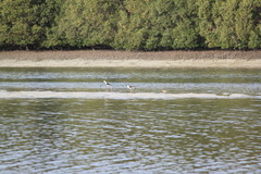 Himantopus himantopus