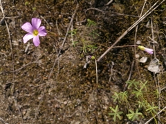 Oxalis stellata