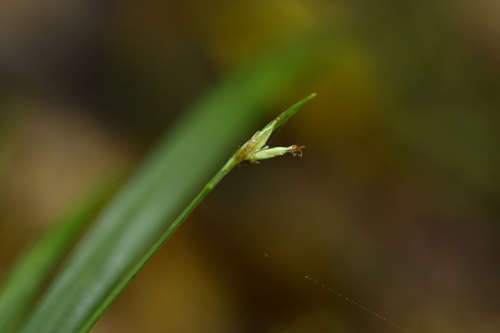 Carex arisanensis iNat (1)