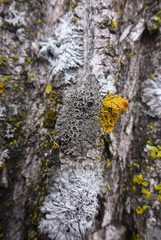 Phaeophyscia ciliata