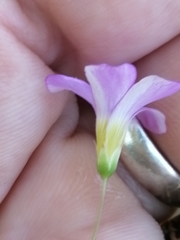 Oxalis stellata