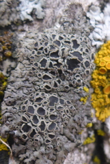 Phaeophyscia ciliata