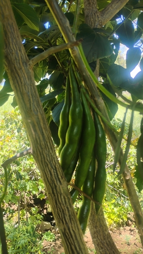 Erythrina edulis, photograph 2