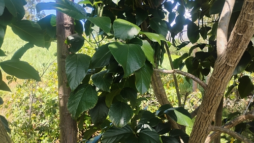 Erythrina edulis, photograph 3