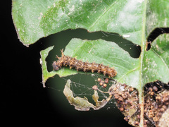 Lebadea martha parkeri