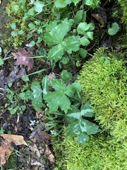 Hydrophyllum appendiculatum