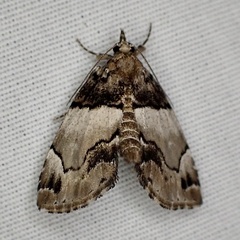Cutina distincta