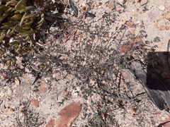 Indigofera pilgeriana