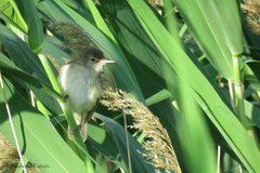 Acrocephalus scirpaceus