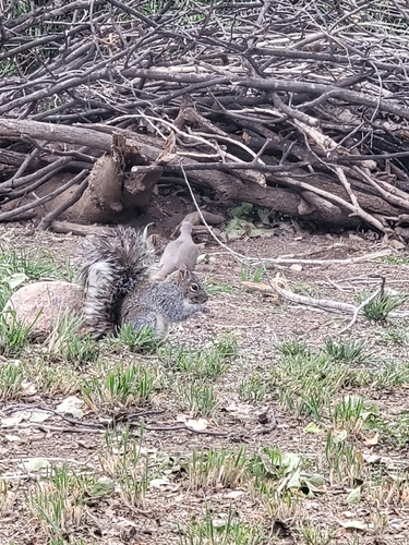 Arizona Gray Squirrel observed by ipswich