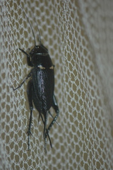 Gryllus bimaculatus