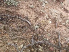 Pelargonium luteolum