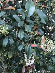 Photinia × fraseri