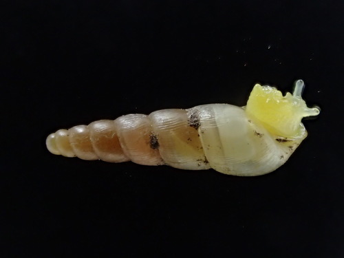 Graceful Awlsnail