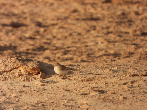 Greater Short-toed Lark