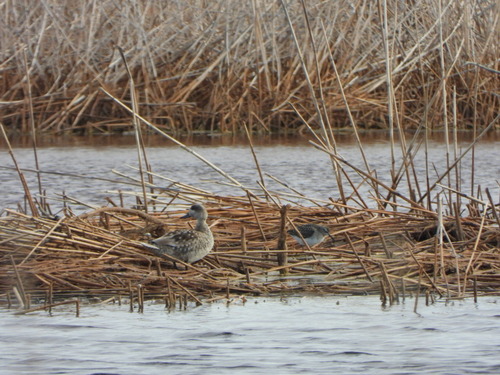 Wood Sandpiper