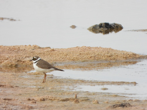 Little Ringed Plover