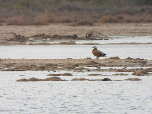 Ruddy Shelduck
