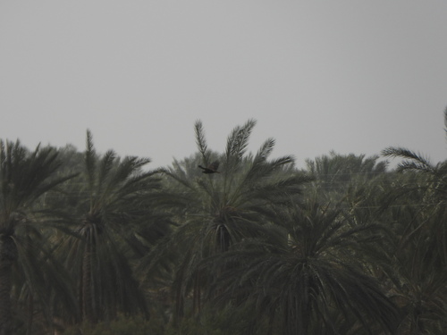 Western Marsh Harrier