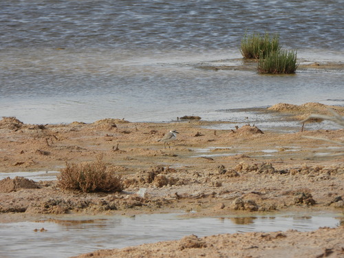 Kentish Plover