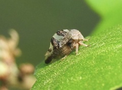 Cyrtolobus tuberosus