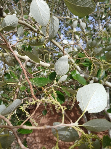 white poplar