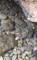 Lepidoblennius marmoratus