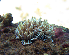 Phyllodesmium crypticum