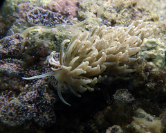 Phyllodesmium crypticum