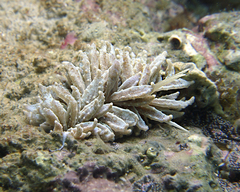 Phyllodesmium crypticum