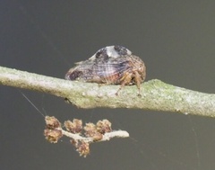 Cyrtolobus tuberosus