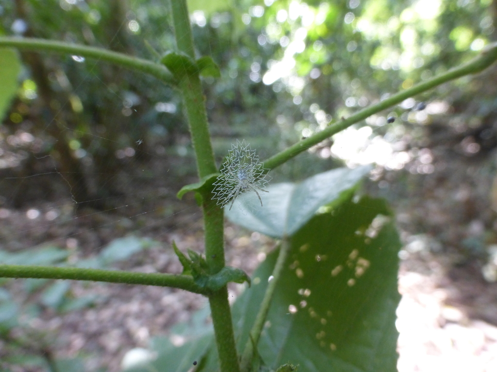 Colona serratifolia