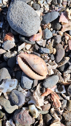 Cypraea robertsi observed 2026-04-16