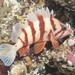 Tiger Rockfish - Photo (c) Brenna Green, some rights reserved (CC BY-NC-ND), uploaded by Brenna Green