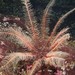 Common Feather Star - Photo (c) Brenna Green, some rights reserved (CC BY-NC-ND), uploaded by Brenna Green