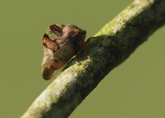 Cyrtolobus tuberosus