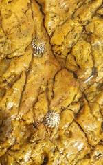 Bembicium